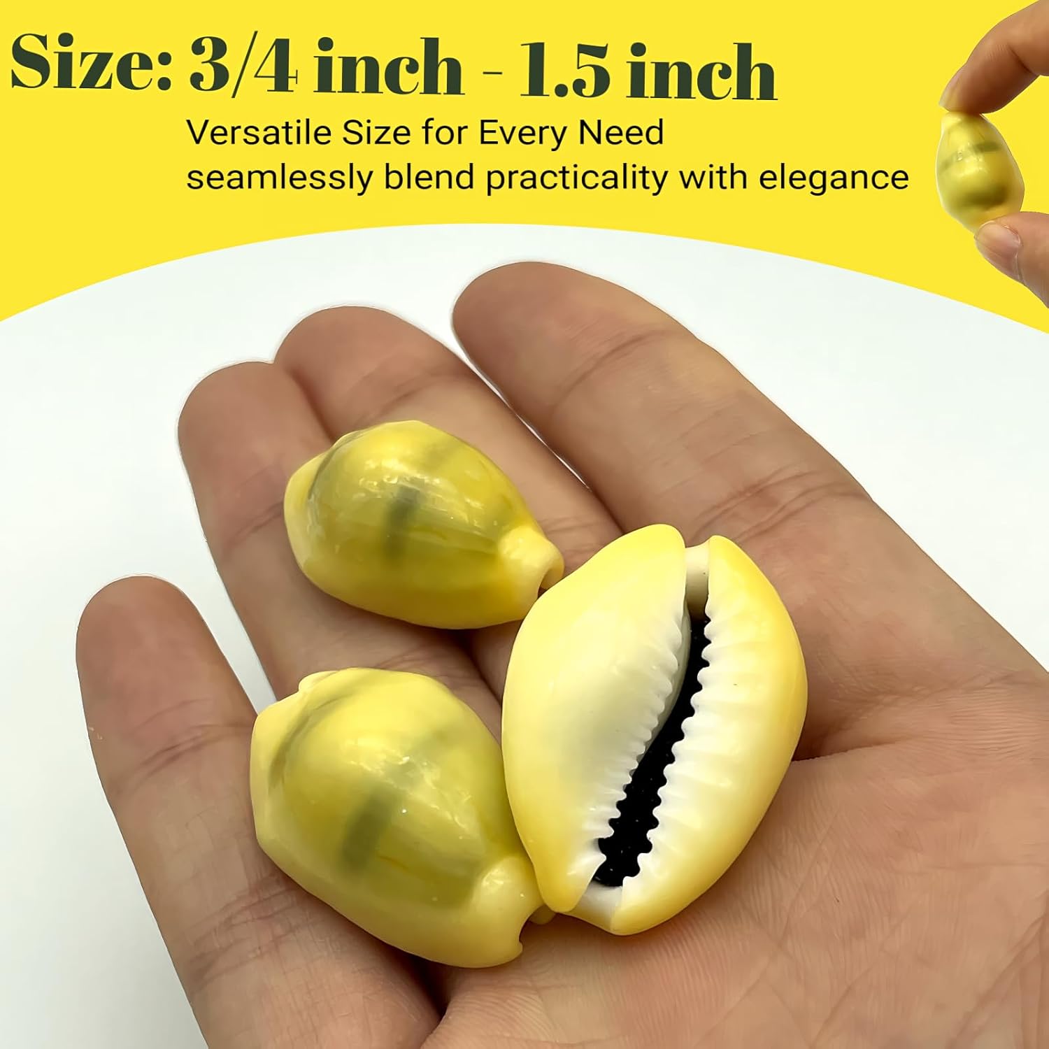 31PCS Money Cowrie Sea Shells, 3/4 Inch-1-1/2 Inch | Lakshmi Peeli Yellow Kawri Kodi Shells/Monetaria Monta Shell for Pooja/Necklace/Art Craft & Bracelet Making