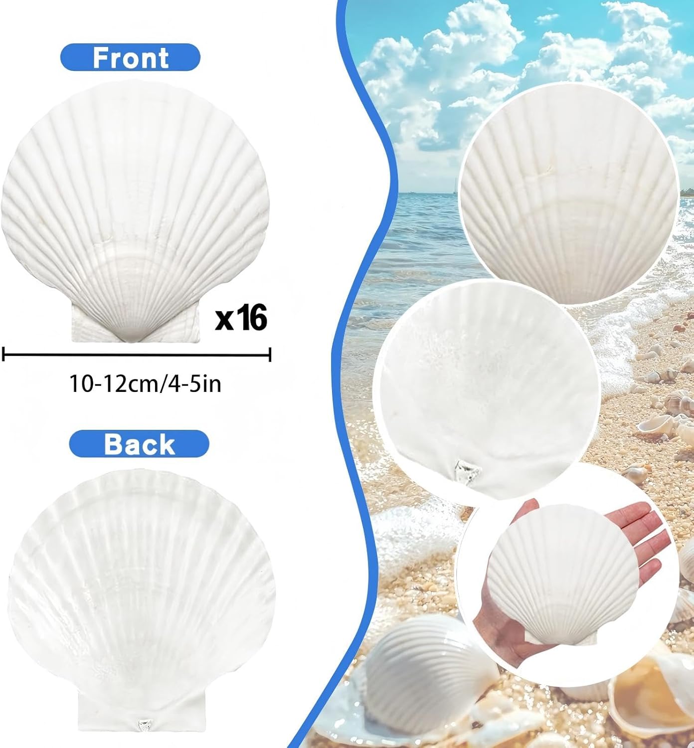 Large Natural Sea Shells 4''-5'' White Scallop Shells 8PCS for DIY Craft Making, Baking, Hand Painting, Ocean Themed Party and Home Decor
