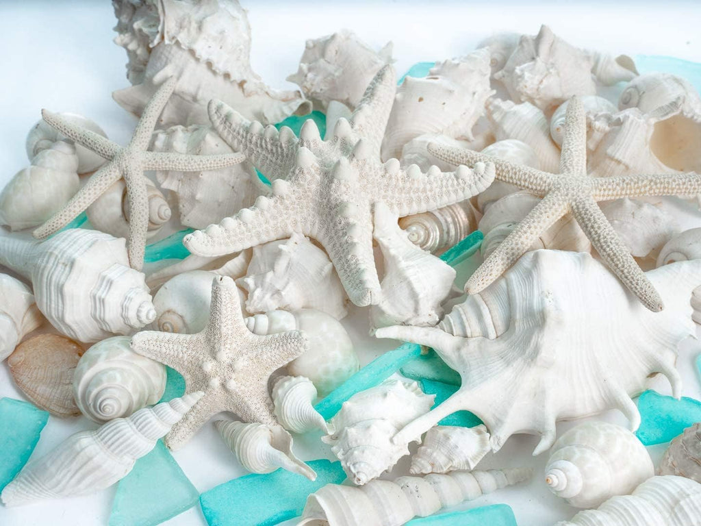 Nautical Crush Trading Sea Shells - White Real Mixed Beach Seashells (1lb) with Starfish & Sea Glass - Shells for Crafts - Ocean Decor - Beach Party Decorations - Seashell Decor - Large Shells Crafts