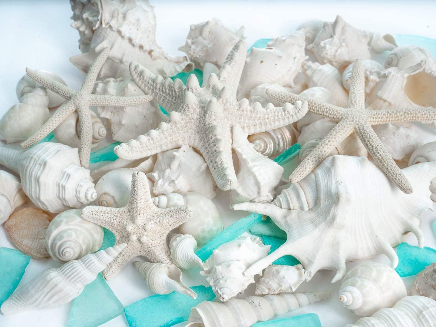 Nautical Crush Trading Sea Shells - White Real Mixed Beach Seashells (1lb) with Starfish & Sea Glass - Shells for Crafts - Ocean Decor - Beach Party Decorations - Seashell Decor - Large Shells Crafts