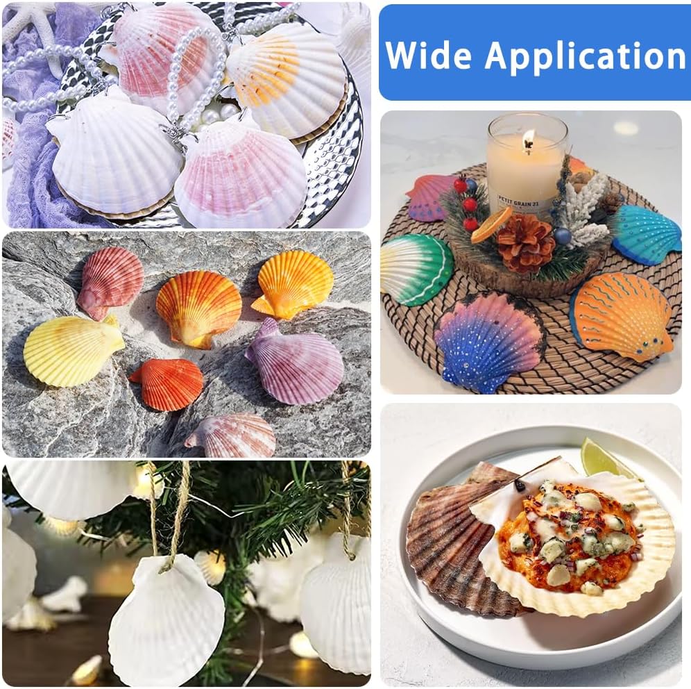 YUJUN 32PCS Natural Scallop Shells,2''-3'' White Seashells Bulk for Crafts DIY Painting Baking and Ocean Summer Beach Wedding Home Decorations