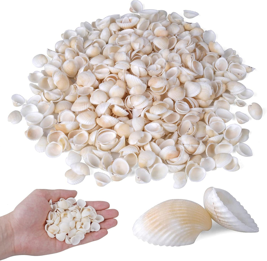 PPCLION 1000pcs 0.5-0.9" Natural Tiny Small Sea Shells White Clam Shells for DIY Craft, Jewelry Making, Home Decor, Vase Fillers