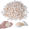 PPCLION 1000pcs 0.5-0.9" Natural Tiny Small Sea Shells White Clam Shells for DIY Craft, Jewelry Making, Home Decor, Vase Fillers