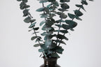 10 PCS Dried Eucalyptus Stems for Shower 15-16" Real Leaves Branches for Vase Filler, Home Bathroom Wedding Arrangement Decor, 100% Natural Fresh Greenery Hanging Preserved Eucalyptus Plant