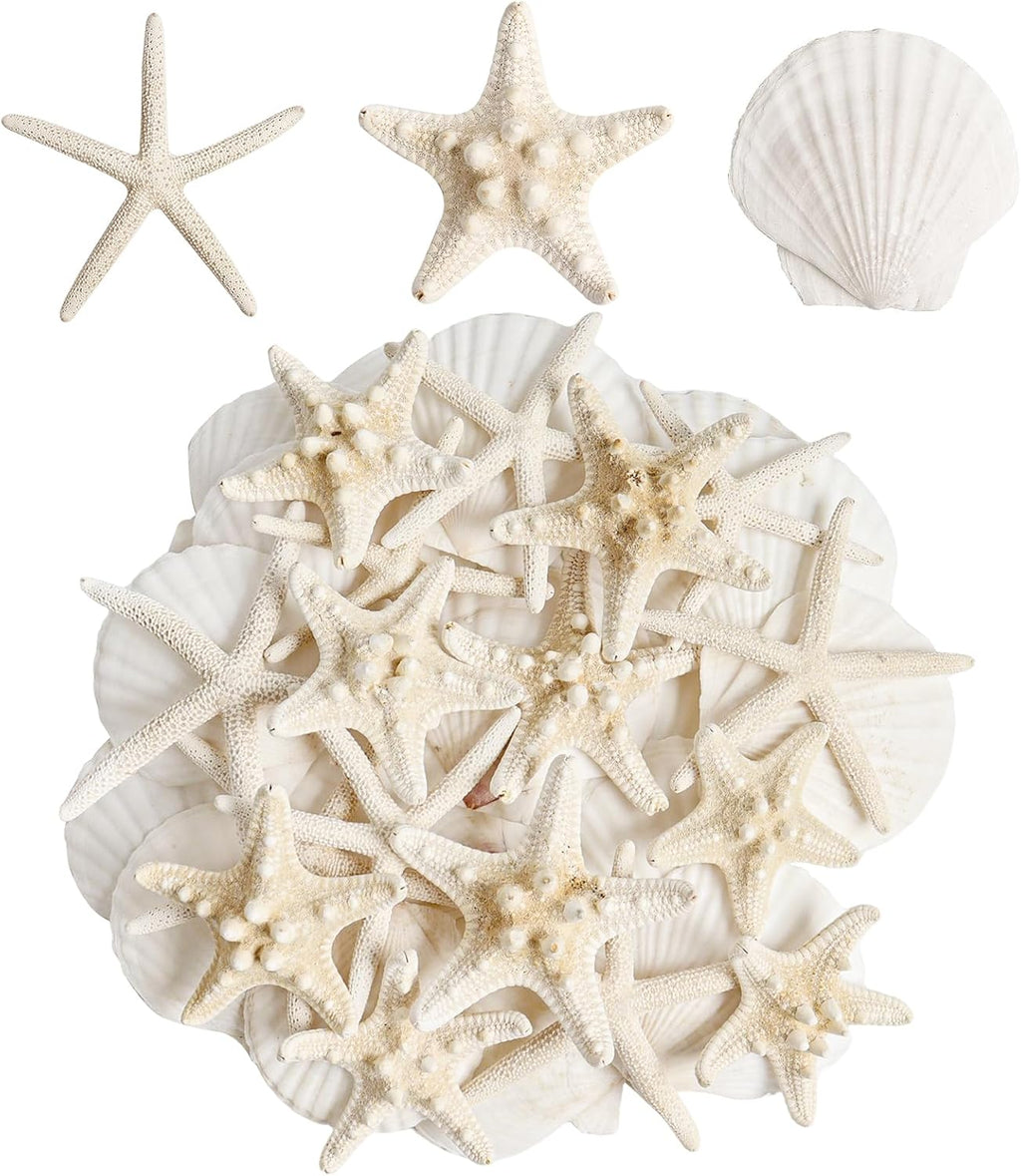 16 Pieces Starfish and Scallop Shells for Crafts 2.6"-3.8" Large Seashells Natural Sea Shells for Crafts Christmas Decor Beach Party Wedding Fishtank