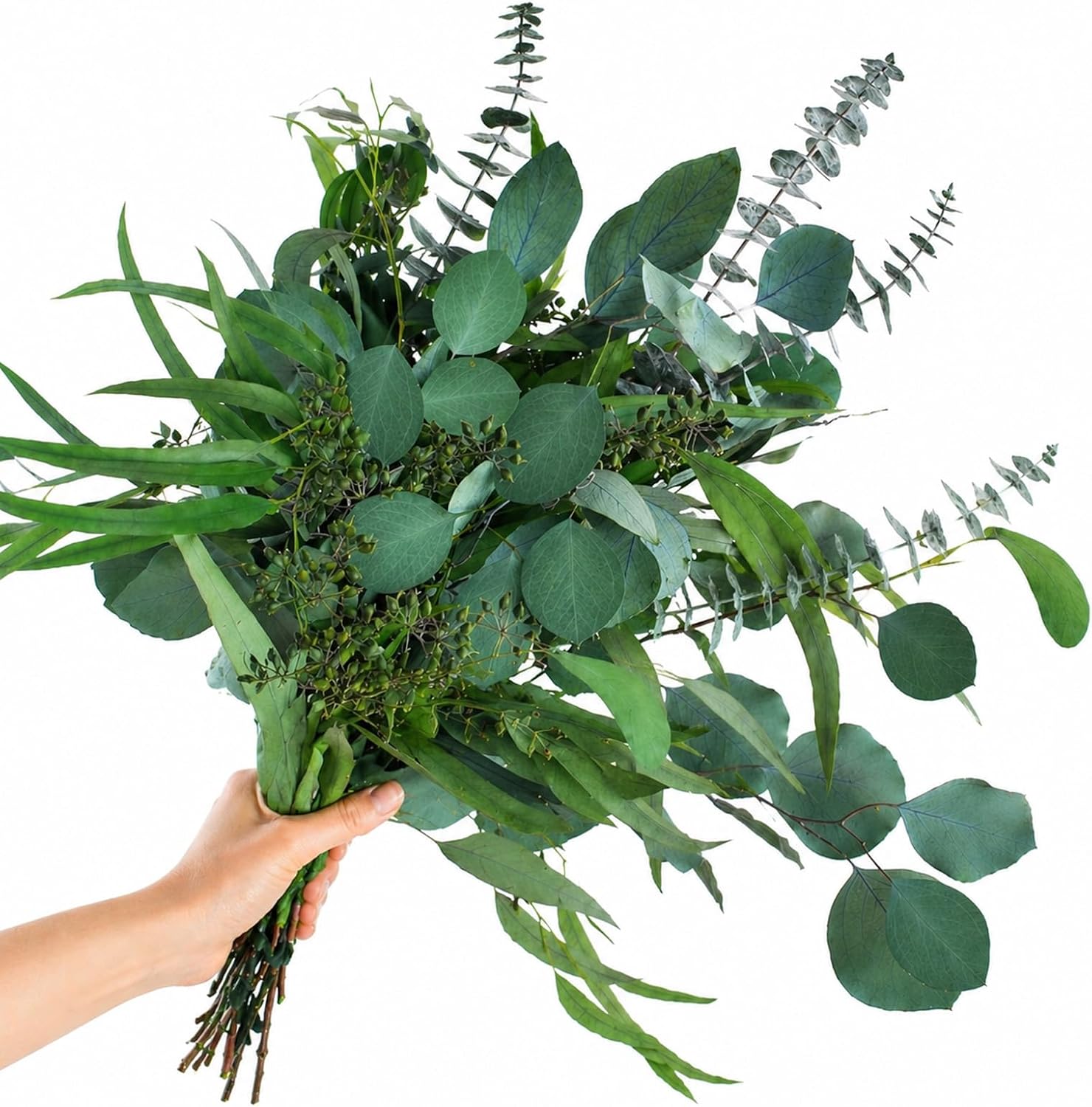 16PCS Real Dried Eucalyptus Stems, Mixed Silver Dollar & Seeded Eucalyptus Leaves, Preserved Natural Greenery for Vase, Wedding Bouquet, Floral Arrangement, Home Decor