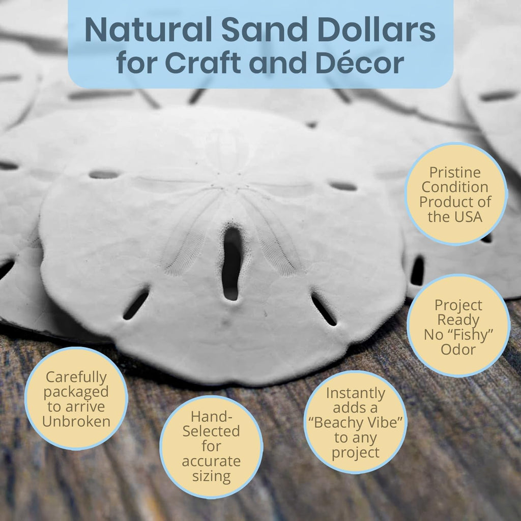 Real Sand Dollars 3" to 3.5" (10 Pack) – Sand Dollar Wall Art & Ornament Set – Beach Wedding Decor – Nautical Party Table Decor – Mini Shells for Crafts – Coastal Gifts