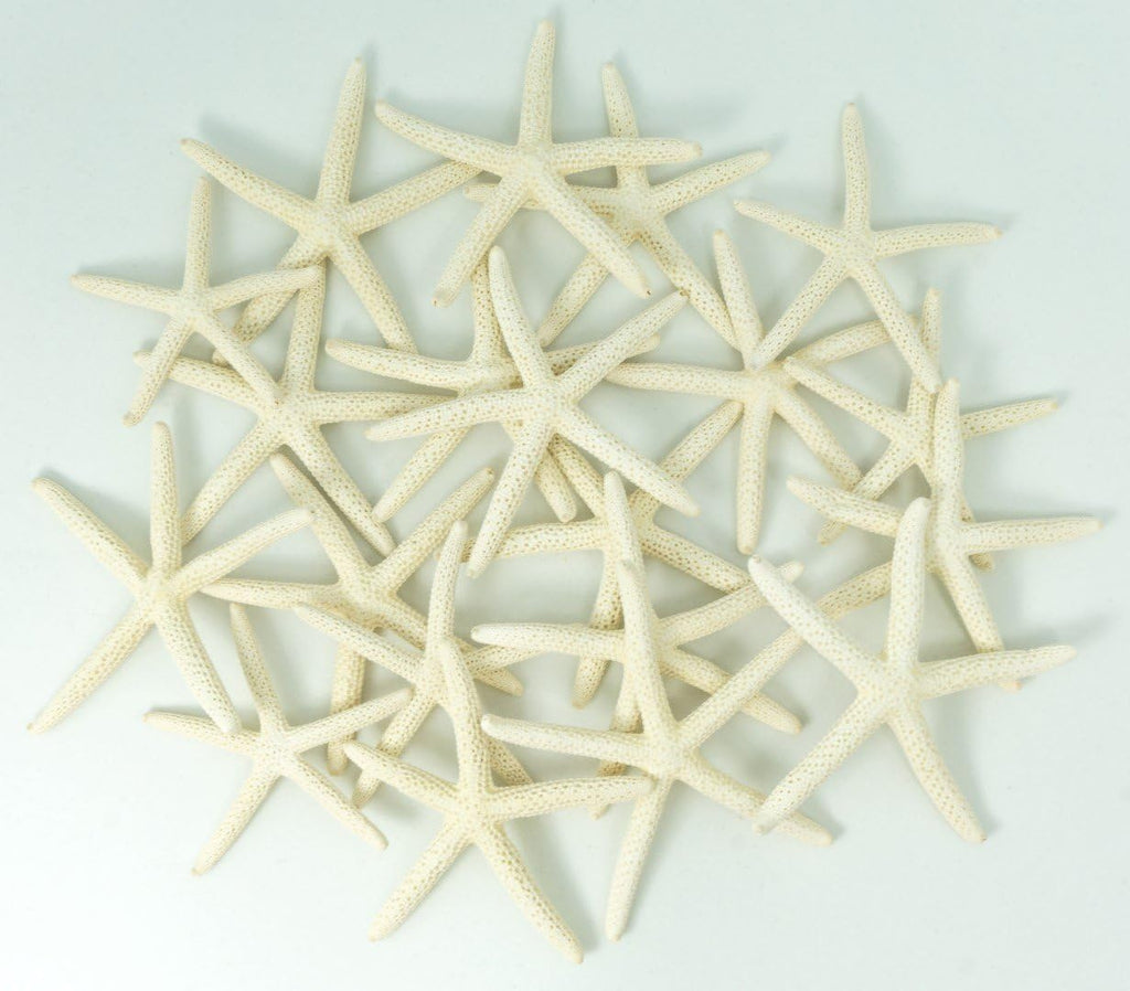 Starfish Decor - Star Fish for Craft - 20pk Real 2-3" White Sea Stars - Beach Wedding Decor - Coastal Party Decorations - Seashell Decor - Shells for Crafts - Nautical Decor - Bulk Shells for Crafts