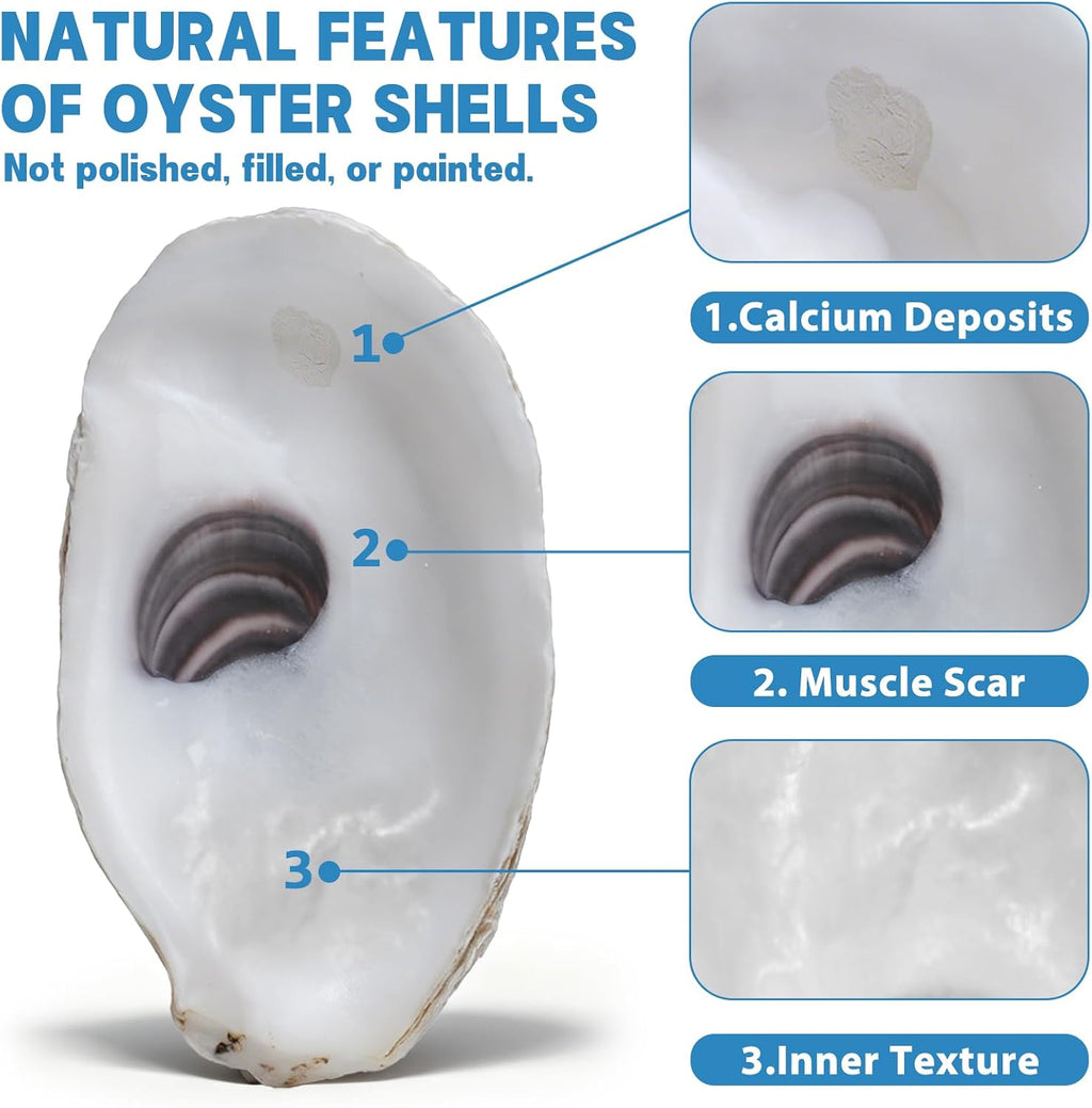 30PCS 3"-4" Flat Oyster Shells, Natural Seashells for Crafts, Decoupage, Beach Wedding Decor & Christmas Ornaments, Bulk Medium Oyster Shells