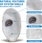 30PCS 3"-4" Flat Oyster Shells, Natural Seashells for Crafts, Decoupage, Beach Wedding Decor & Christmas Ornaments, Bulk Medium Oyster Shells