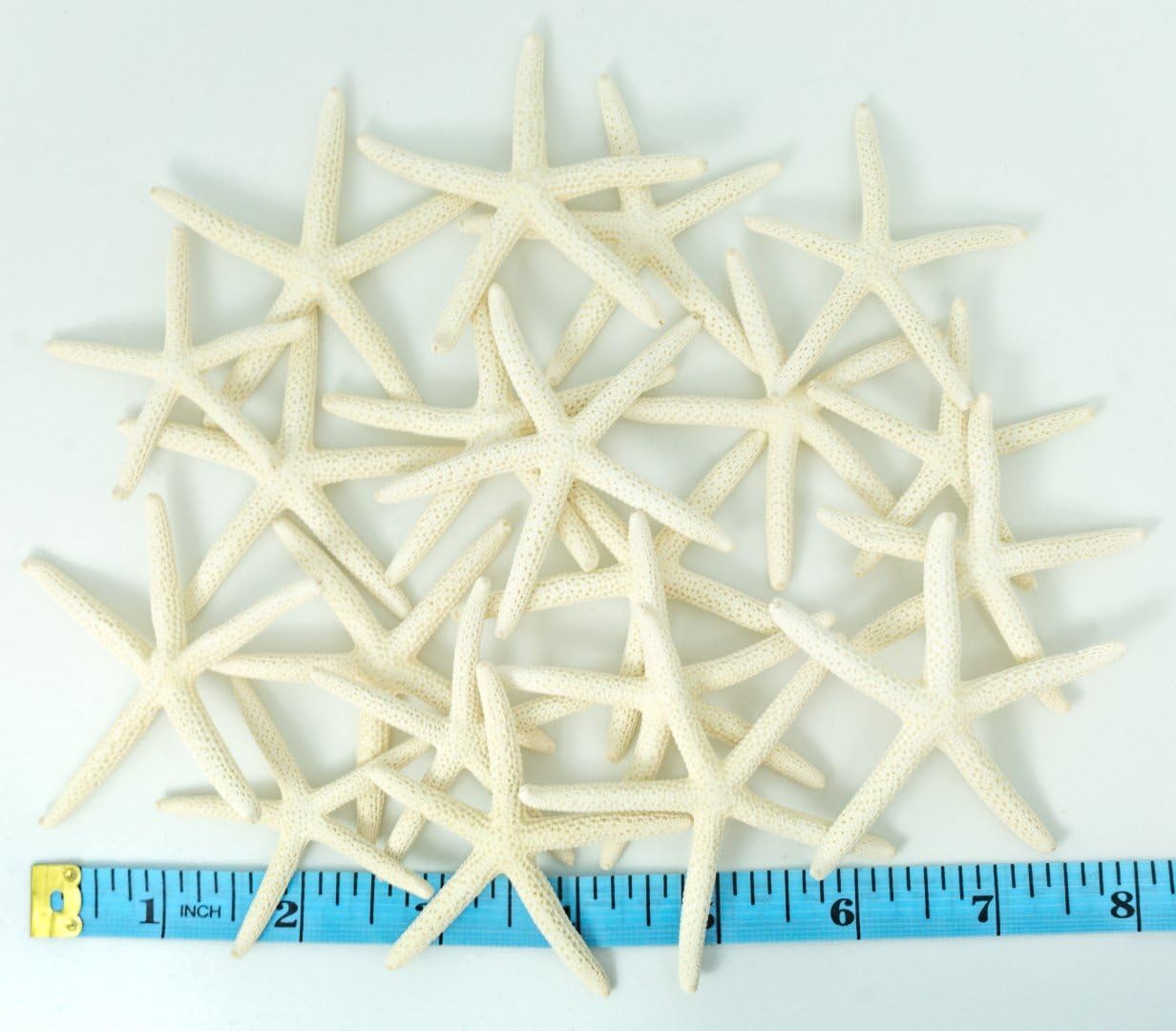 Starfish Decor - Star Fish for Craft - 20pk Real 2-3" White Sea Stars - Beach Wedding Decor - Coastal Party Decorations - Seashell Decor - Shells for Crafts - Nautical Decor - Bulk Shells for Crafts