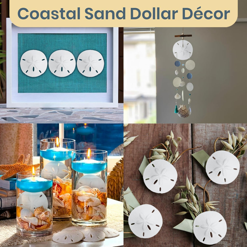 Real Sand Dollars 2.5" to 3" (3 Pack) – Sand Dollar Wall Art & Ornament Set – Beach Wedding Decor – Nautical Party Table Decor – Mini Shells for Crafts – Coastal Gifts