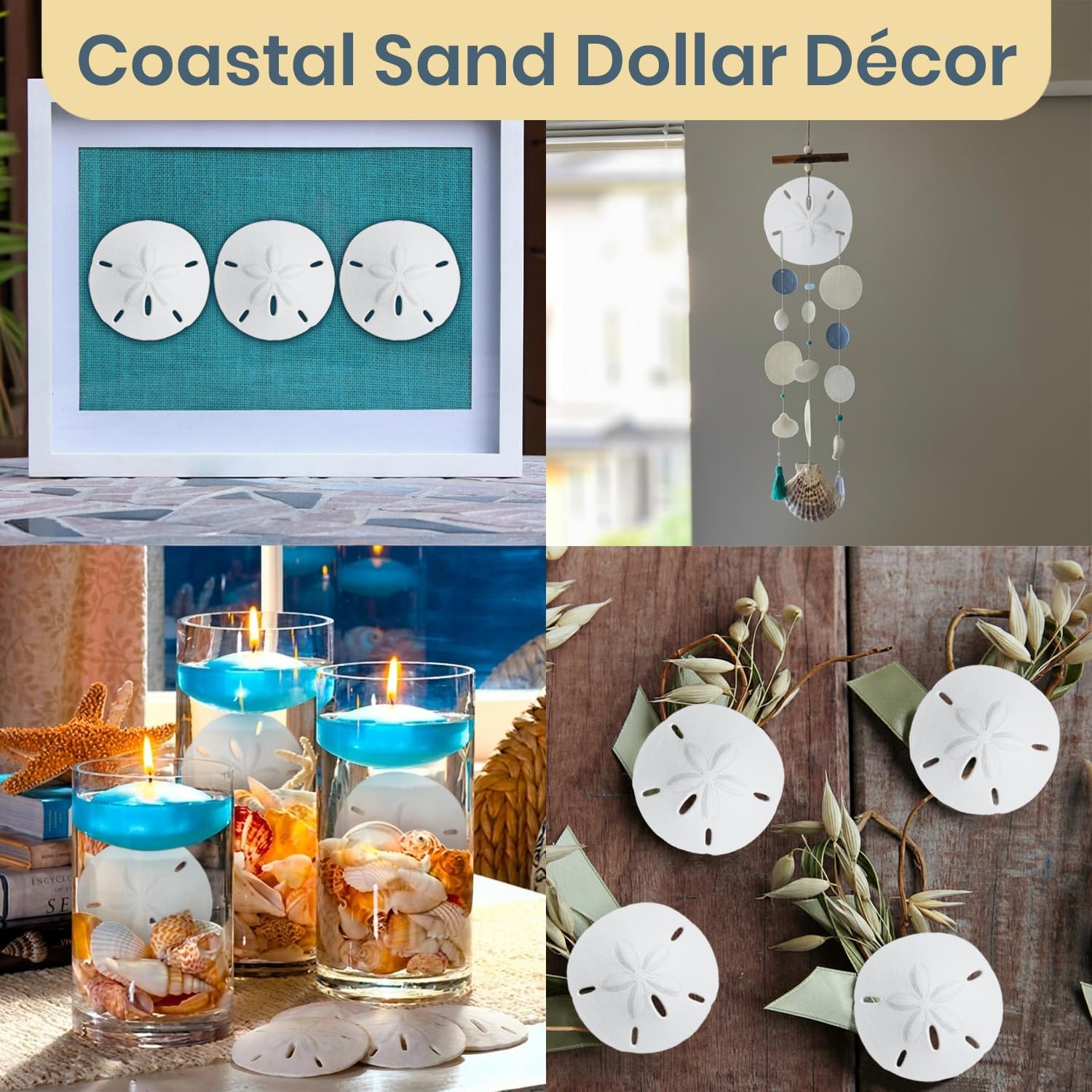 Real Sand Dollars 2.5" to 3" (3 Pack) – Sand Dollar Wall Art & Ornament Set – Beach Wedding Decor – Nautical Party Table Decor – Mini Shells for Crafts – Coastal Gifts