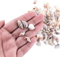 Super Z Outlet Tiny Miniature Fairy Garden Beach Critter Seashells Marine Life Collection for Vase Filler (2 Tbsp Pack)