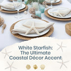 Starfish Decor - Star Fish for Craft - 6pk Real 3-4" White Sea Stars - Beach Wedding Decor - Coastal Party Decorations - Seashell Decor