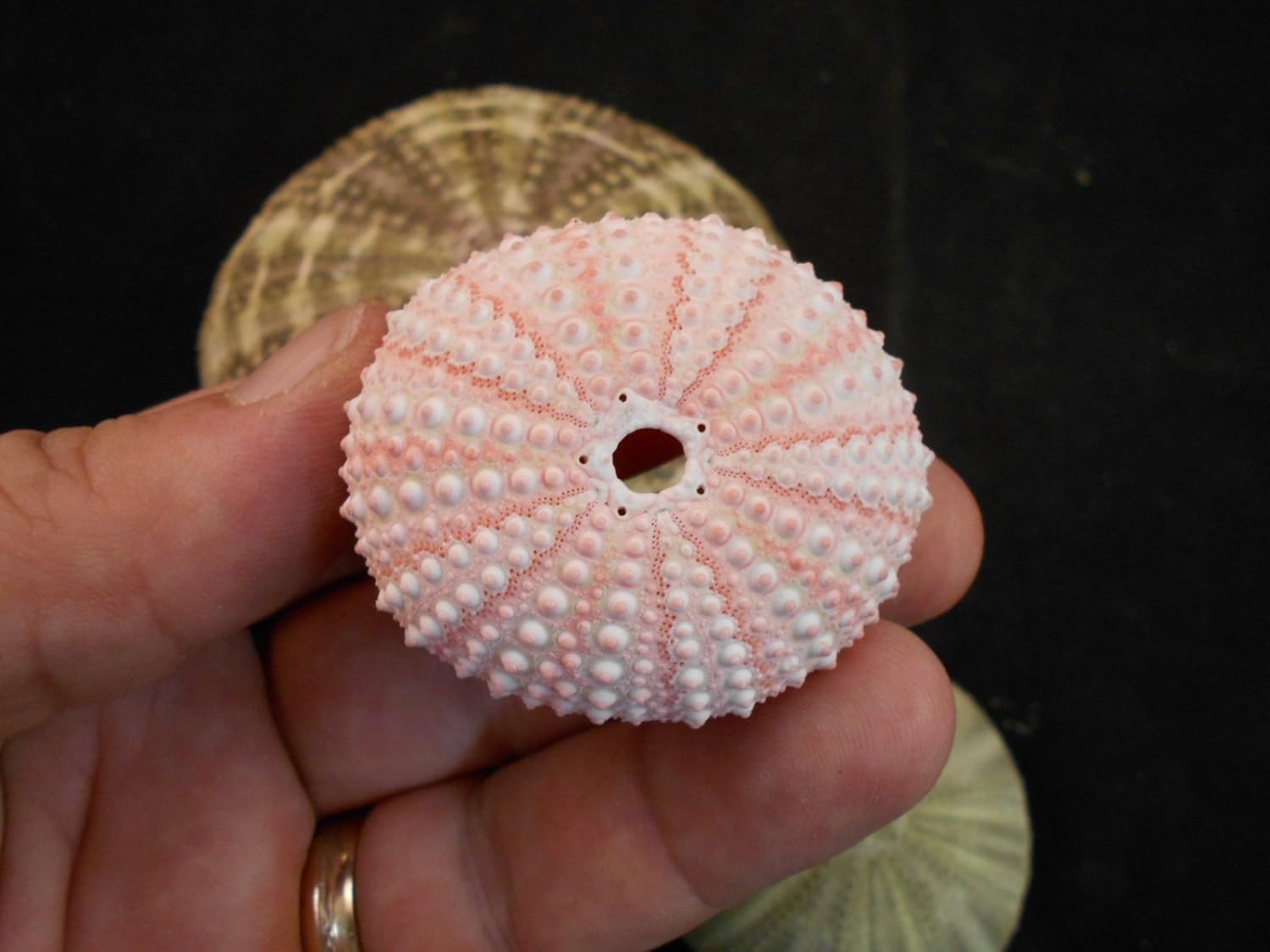 Set of 12 Pink Sea Urchin Seashells Shells for Beach Wedding Craft Nautical Decor Airplants