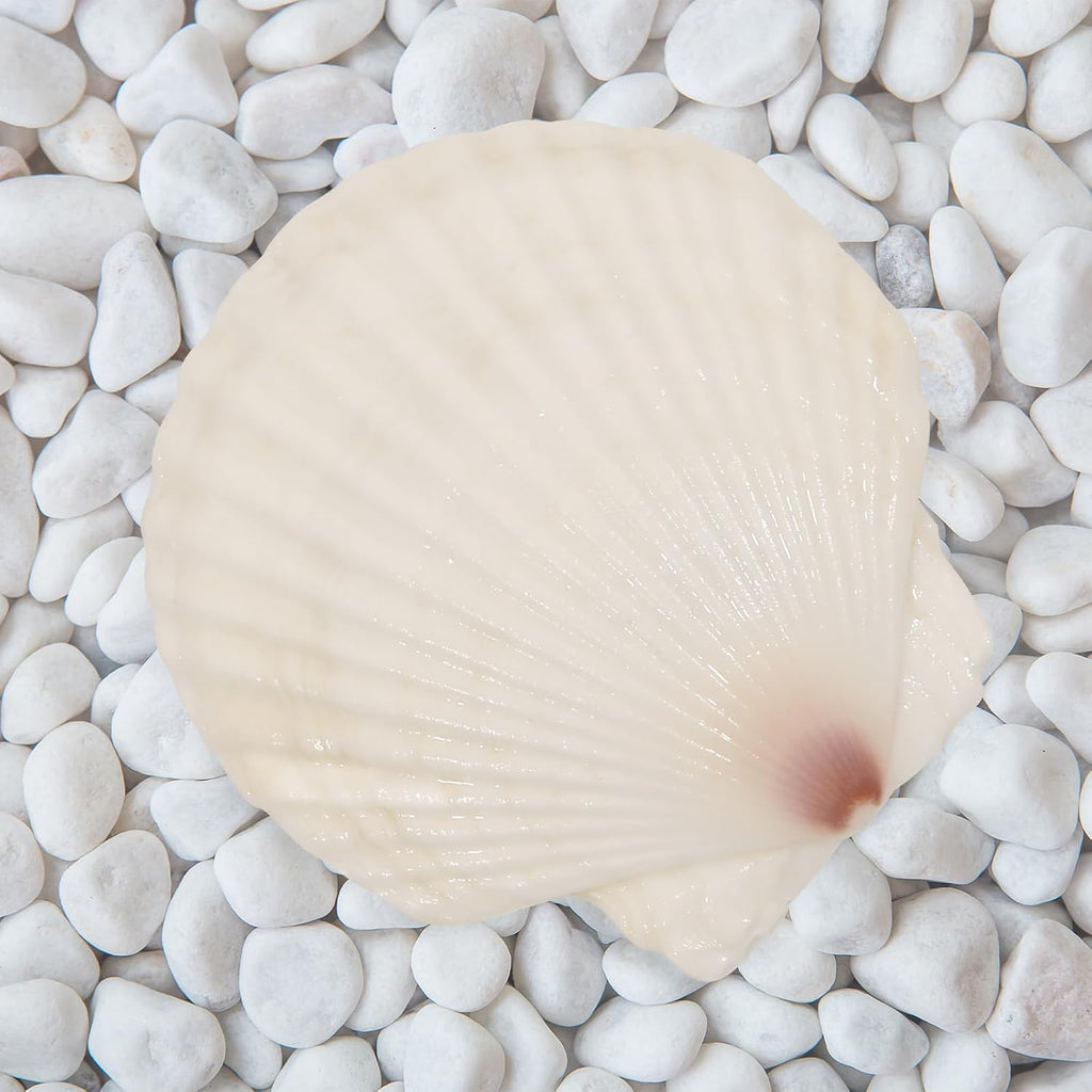 10 PCS 4-5 Inch Large Scallop Shells for Crafting, Natural Large Seashells for Crafts, White Big Sea Shells for DIY Painting, Baking, Beach Wedding Decors