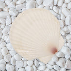 10 PCS 4-5 Inch Large Scallop Shells for Crafting, Natural Large Seashells for Crafts, White Big Sea Shells for DIY Painting, Baking, Beach Wedding Decors