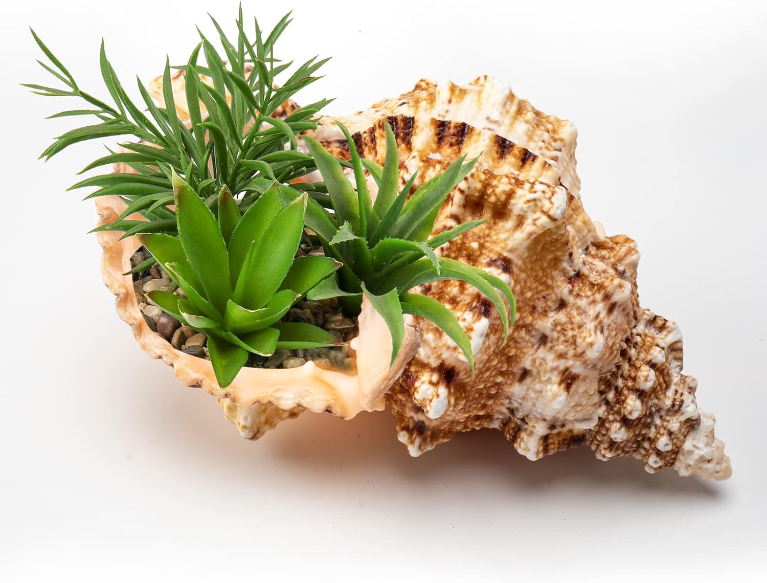 Giant Natural Conch Shell, Frog Seashell 1 Shell 7-8 inches | Large Sea Shell for Vase Filler, Air Plants, Home Decor, Wedding Decor Beach Theme Party, Aquarium Decoration Accessories