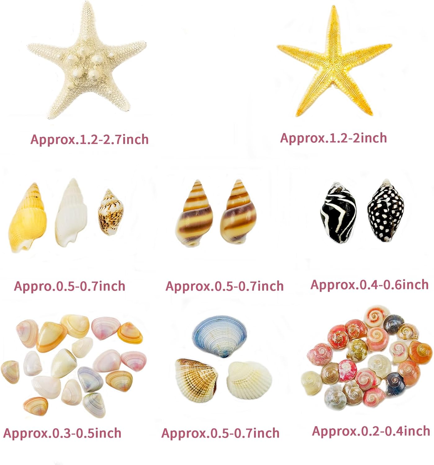 1500 PCS sea Shells Small Natural Starfish Mixed Beach Snail Seashells are Suitable for Beach Theme Parties,Home Decoration, Various DIY Crafts,Candle Making,Shells,Fish Tank and vase fillers