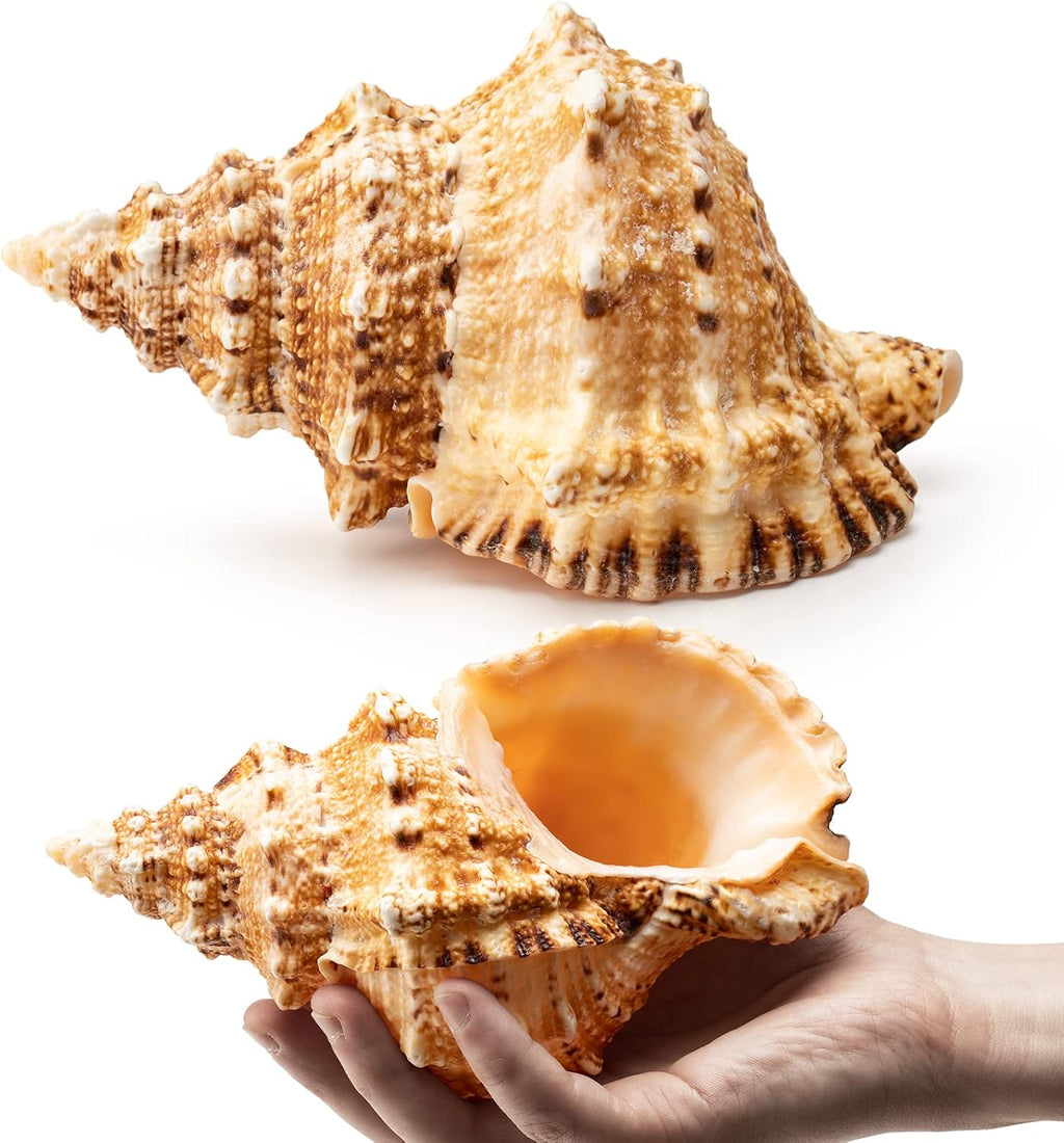 Giant Natural Conch Shell, Frog Seashell 1 Shell 7-8 inches | Large Sea Shell for Vase Filler, Air Plants, Home Decor, Wedding Decor Beach Theme Party, Aquarium Decoration Accessories