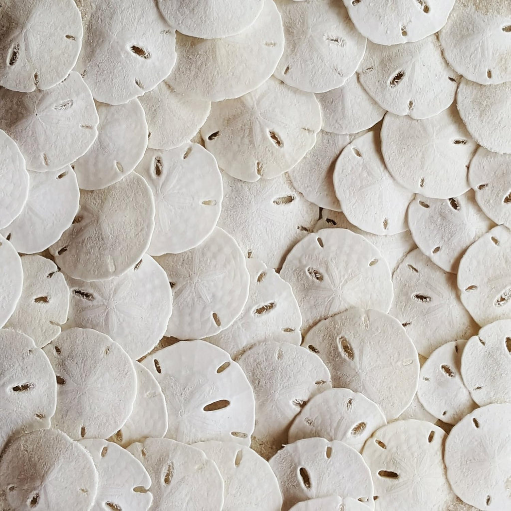 Tumbler Home Real Sand Dollars 1.25" - 1.5" Inch (30 Pack), Natural White Sand Dollars for Crafts, Bulk Florida Sanddollar Shells for DIY Crafts, Beach Wedding Décor, Nautical and Coastal Room Decor