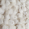 Tumbler Home Real Sand Dollars 1.25" - 1.5" Inch (30 Pack), Natural White Sand Dollars for Crafts, Bulk Florida Sanddollar Shells for DIY Crafts, Beach Wedding Décor, Nautical and Coastal Room Decor