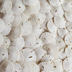 Tumbler Home Real Sand Dollars 1.25" - 1.5" Inch (30 Pack), Natural White Sand Dollars for Crafts, Bulk Florida Sanddollar Shells for DIY Crafts, Beach Wedding Décor, Nautical and Coastal Room Decor