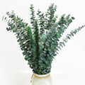 16PCS Dried Eucalyptus Stems – 17" Natural Preserved Eucalyptus Plant，Eucalyptus for Shower Branches for Vase Wedding Decor, Eucalyptus Bundle & Home Decor