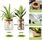 Plant Propagation Station,Hydroponic Glass Container Vase 2 Sizes Planter Propagated Jars for Desks, Houses, Garden Decorations,Home Kitchen Decorations and Gifts cu.20.5 (6pcs)