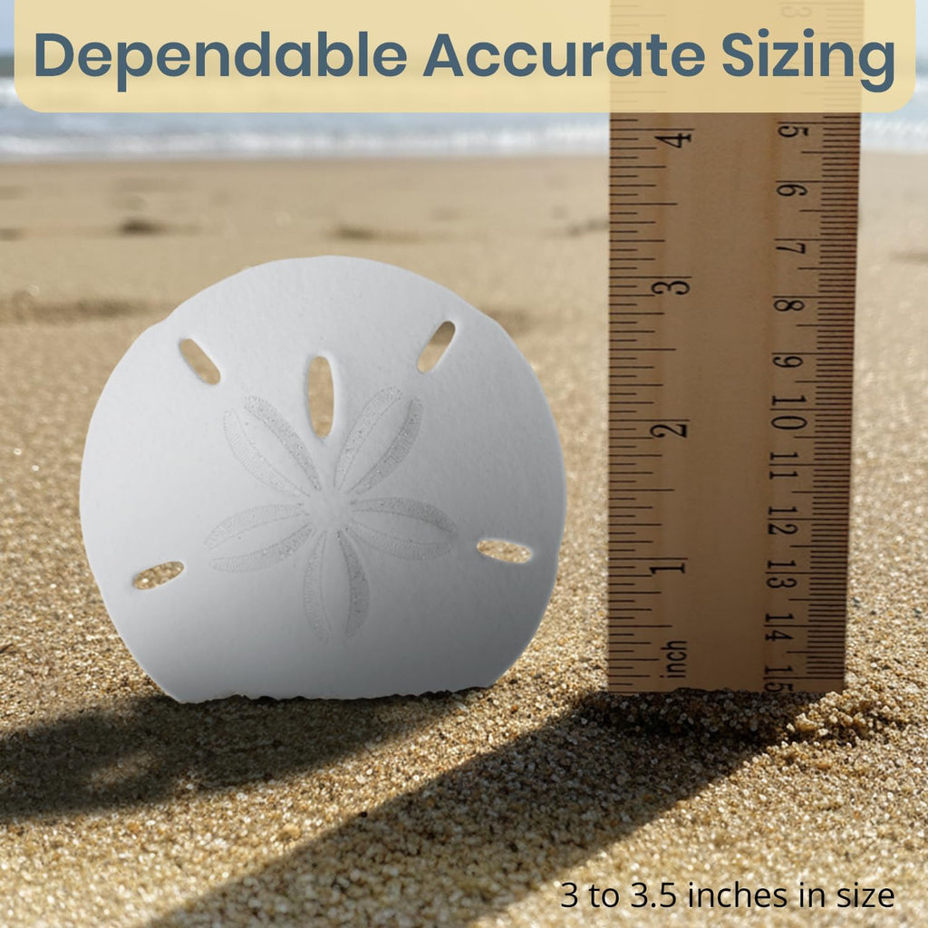 Real Sand Dollars 3" to 3.5" (4 Pack) – Sand Dollar Wall Art & Ornament Set – Beach Wedding Decor – Nautical Party Table Decor – Mini Shells for Crafts – Coastal Gifts