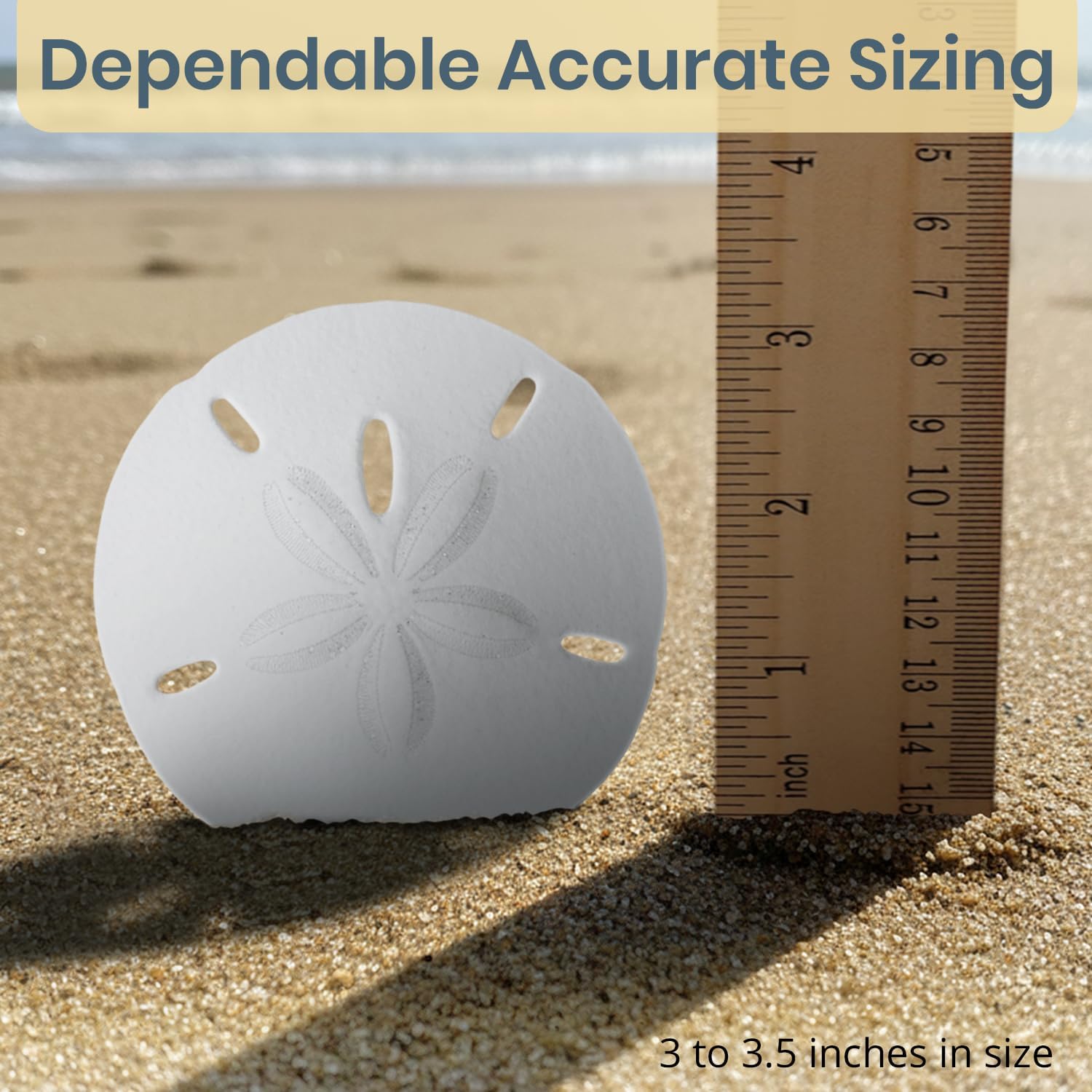 Real Sand Dollars 3" to 3.5" (4 Pack) – Sand Dollar Wall Art & Ornament Set – Beach Wedding Decor – Nautical Party Table Decor – Mini Shells for Crafts – Coastal Gifts