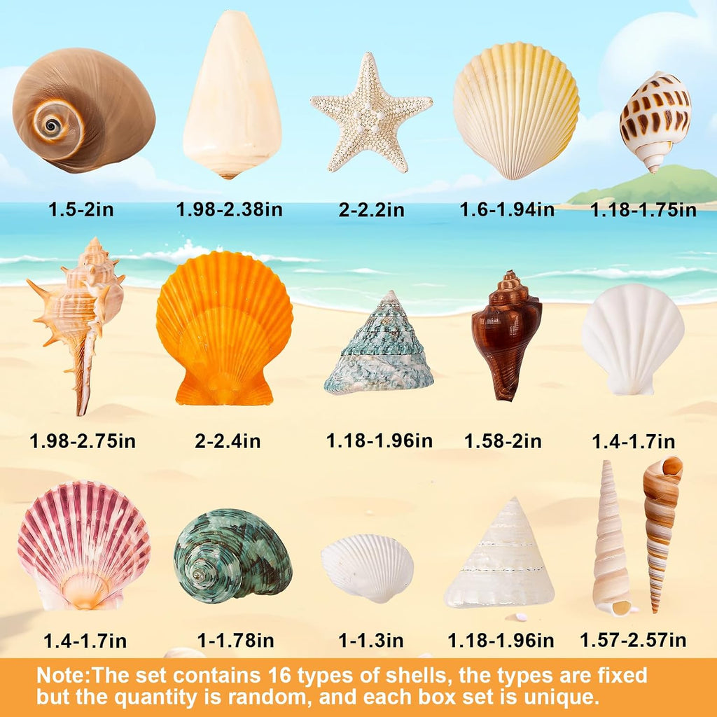 Sea Shell Mixed Ocean Shells Set, 15 Kinds 1.2"-2.7" Various Sizes Natural Seashell & Starfish for Beach Themed Decor, DIY Crafts, Vase Fillers, Fish Tank, Home, Wedding and Party Decoration