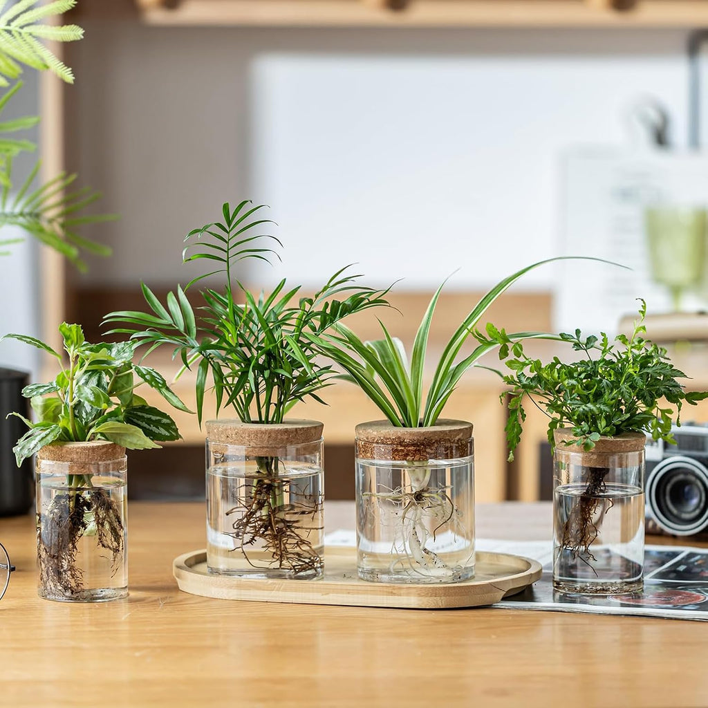 Plant Propagation Stations for Plants, 2 Size Glass Propagation Vases for Propagating Hydroponic Indoor Home Office Decor, Tabletop Glass Planter Gift for Plant Lovers (6)