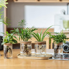 Plant Propagation Stations for Plants, 2 Size Glass Propagation Vases for Propagating Hydroponic Indoor Home Office Decor, Tabletop Glass Planter Gift for Plant Lovers (6)