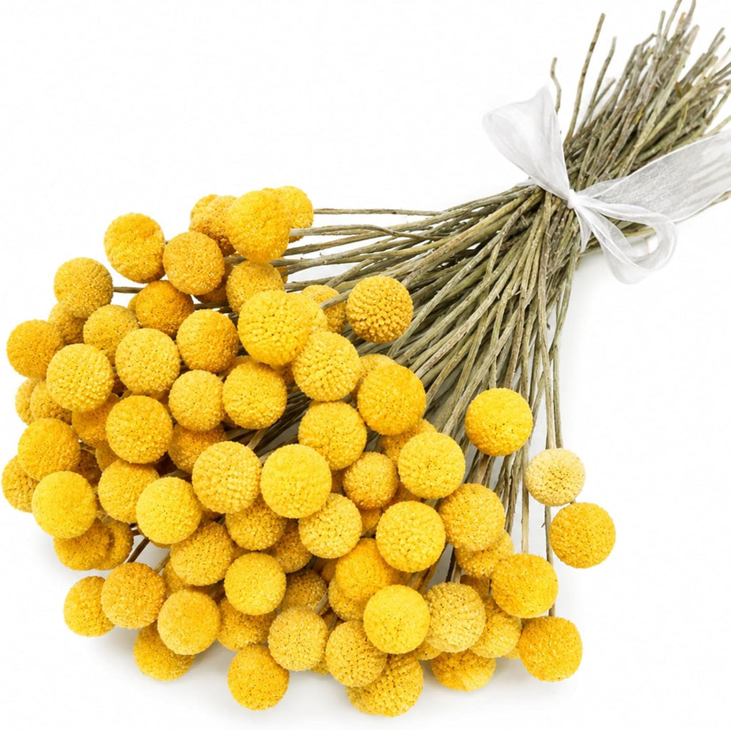 40PCS Natural Dried Flowers Craspedia Billy Balls Flowers, Billy Buttons Floral Bouquet Bundles, Yellow Real Dry Plant for Flower Arrangements Wedding Home Tall Vase Decor