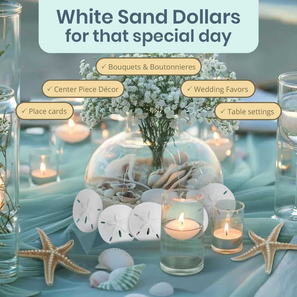 Real Sand Dollars 2.5" to 3" (3 Pack) – Sand Dollar Wall Art & Ornament Set – Beach Wedding Decor – Nautical Party Table Decor – Mini Shells for Crafts – Coastal Gifts