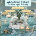 Real Sand Dollars 2.5" to 3" (3 Pack) – Sand Dollar Wall Art & Ornament Set – Beach Wedding Decor – Nautical Party Table Decor – Mini Shells for Crafts – Coastal Gifts