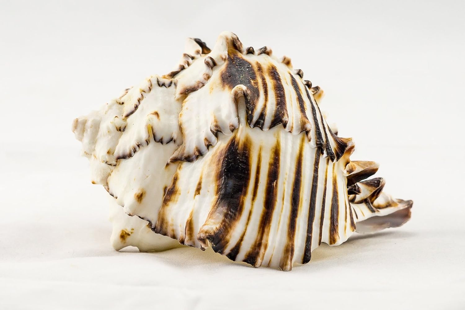 Black Murex | Black Murex Sea Shells | Collector Shell | 1 piece Set for Display or Decor | Plus Free Nautical Ebook by Joseph Rains (5")