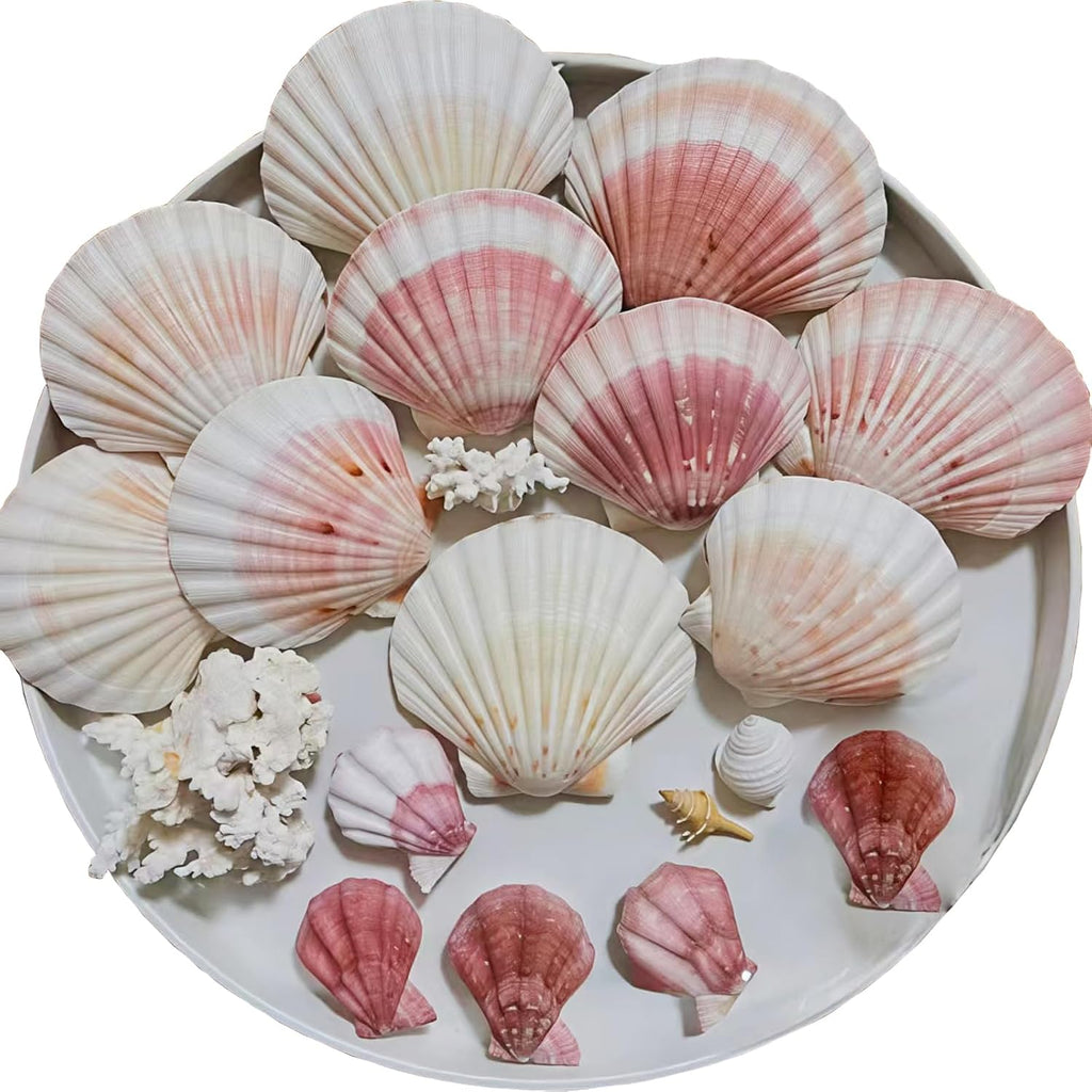 10pcs Sea Shells 4''-4.5'' Large Natural Scallop Shells Pink & Yellow Hawaiian Scallop Shells for Crafts, Seashell Beach Decorations for Home Decor, Beaching Wedding Decoration