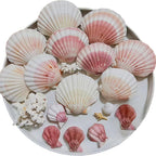 10pcs Sea Shells 4''-4.5'' Large Natural Scallop Shells Pink & Yellow Hawaiian Scallop Shells for Crafts, Seashell Beach Decorations for Home Decor, Beaching Wedding Decoration