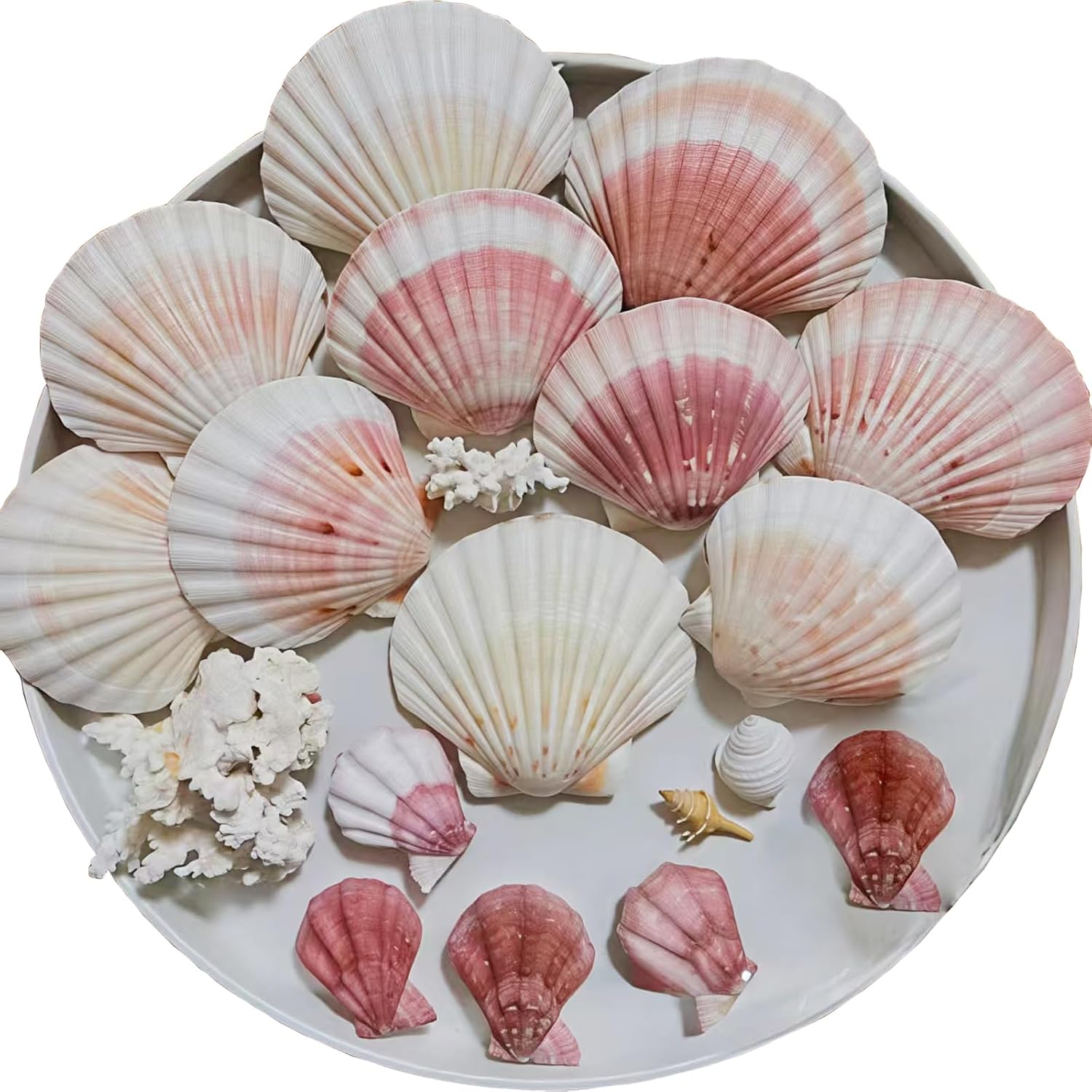 10pcs Sea Shells 4''-4.5'' Large Natural Scallop Shells Pink & Yellow Hawaiian Scallop Shells for Crafts, Seashell Beach Decorations for Home Decor, Beaching Wedding Decoration