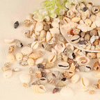 180g Sea Shells Mixed Ocean Beach Seashells Tiny Natural Spiral Seashells for Home Wedding Decorations Fishtank Vase Fillers Candle Making DIY Jewelry Making