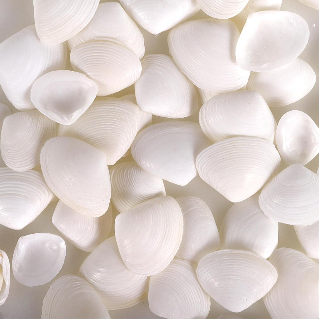PPCLION 600 Pcs Natural Tiny Small Sea Shells White Clam Shells for DIY Craft, Jewelry Making, Home Decor, Vase Fillers