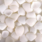 PPCLION 600 Pcs Natural Tiny Small Sea Shells White Clam Shells for DIY Craft, Jewelry Making, Home Decor, Vase Fillers