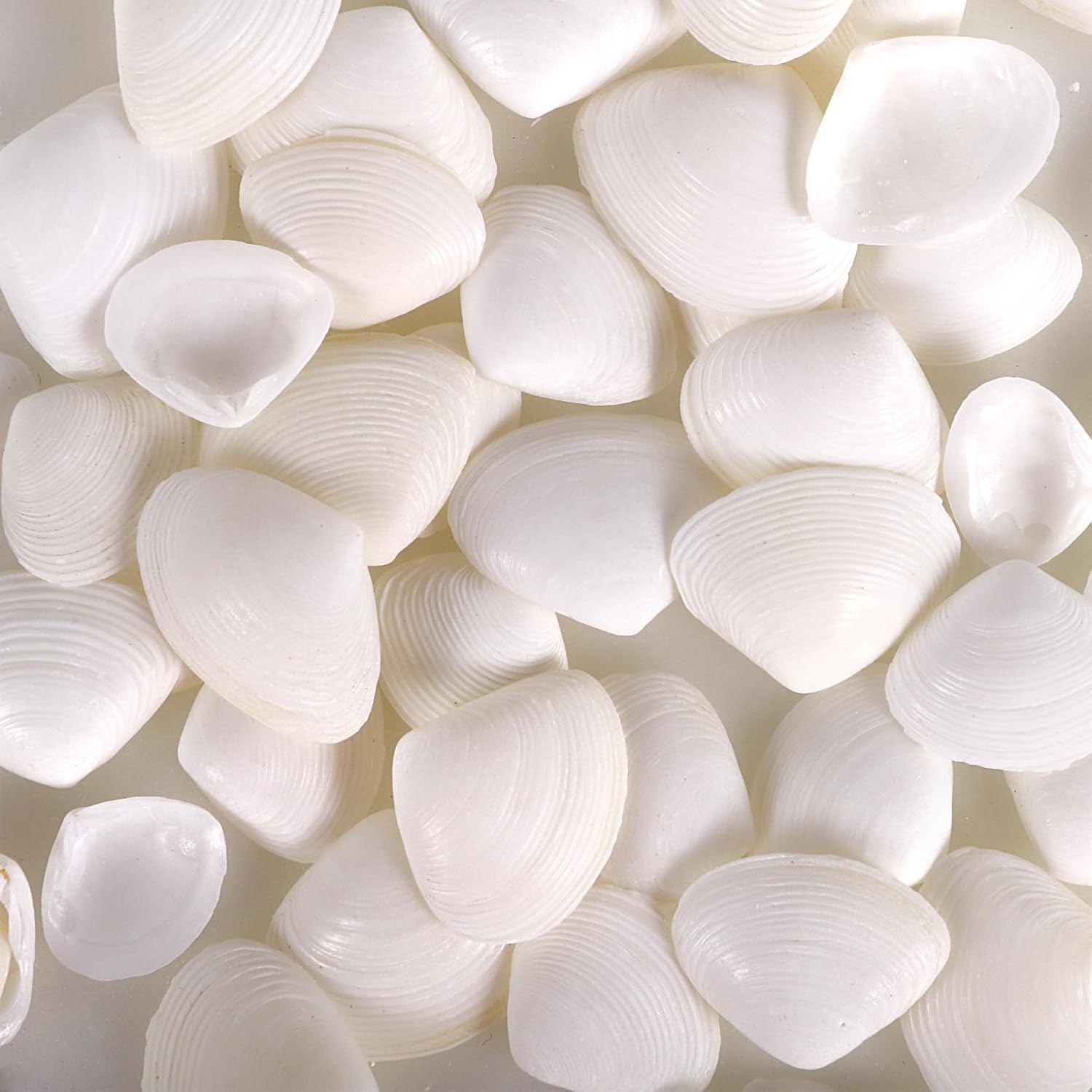 PPCLION 600 Pcs Natural Tiny Small Sea Shells White Clam Shells for DIY Craft, Jewelry Making, Home Decor, Vase Fillers