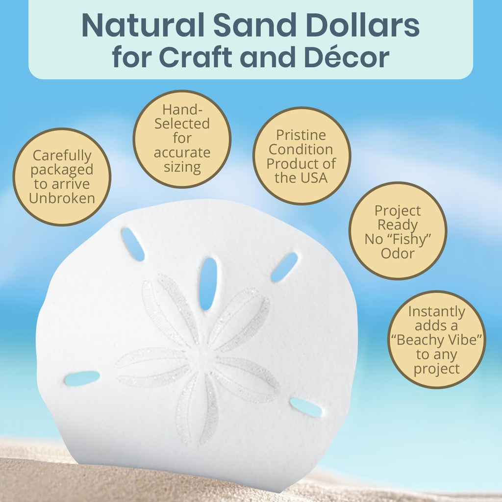 Real Sand Dollars 2.5" to 3" (3 Pack) – Sand Dollar Wall Art & Ornament Set – Beach Wedding Decor – Nautical Party Table Decor – Mini Shells for Crafts – Coastal Gifts