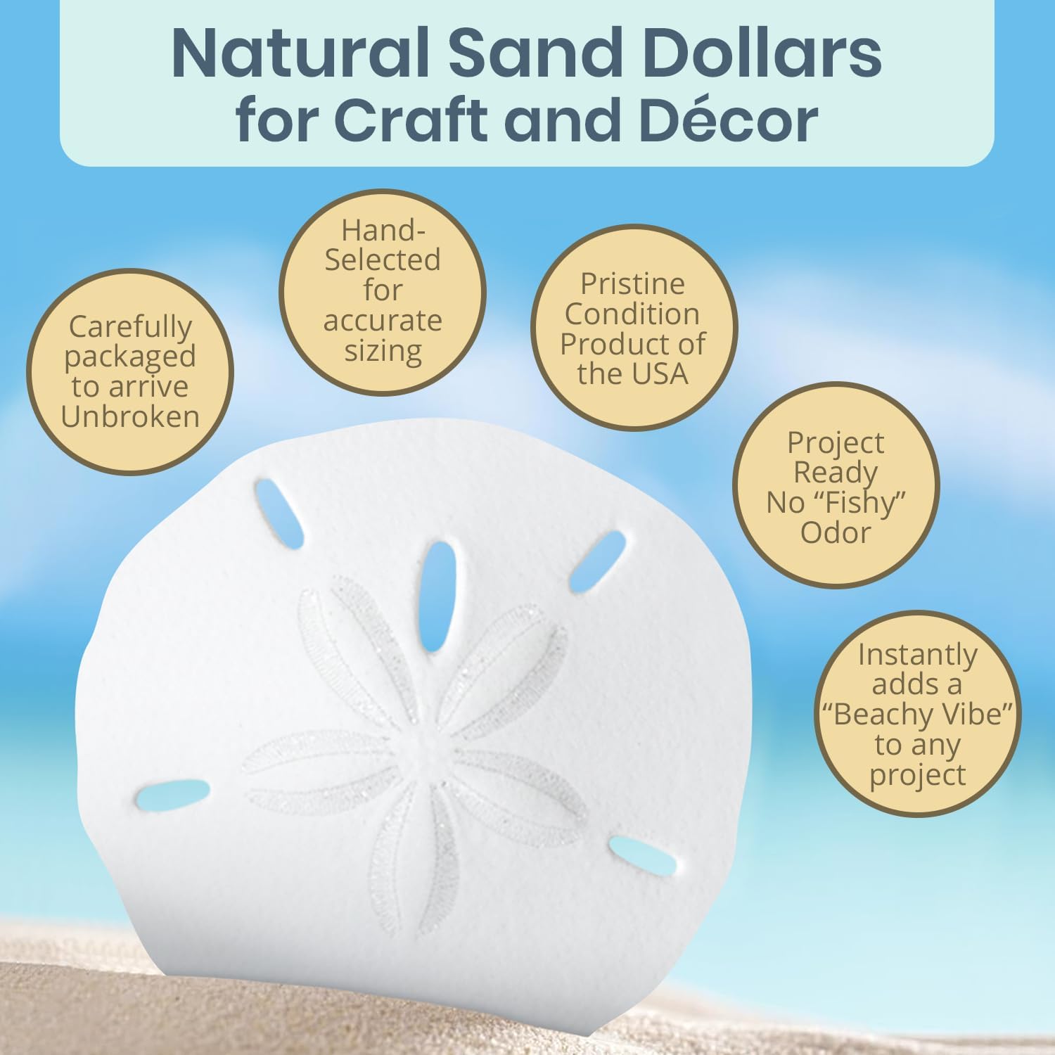 Real Sand Dollars 2.5" to 3" (3 Pack) – Sand Dollar Wall Art & Ornament Set – Beach Wedding Decor – Nautical Party Table Decor – Mini Shells for Crafts – Coastal Gifts
