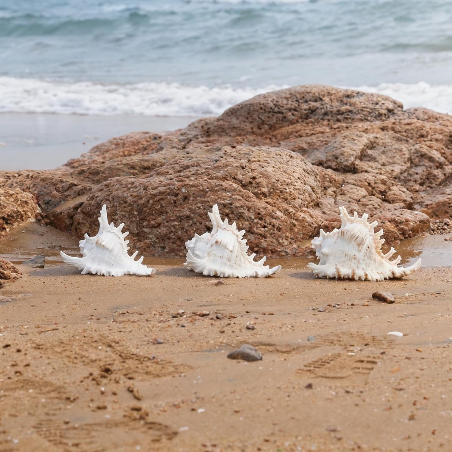 Natural Conch Shell, Real Large Conch Shell, Sea Shells for Vase Filler, Outdoor Shells, Air Plants, Beach Theme Home Decor, Wedding Decor, Beach Theme Party, Aquarium Decoration 5-6''