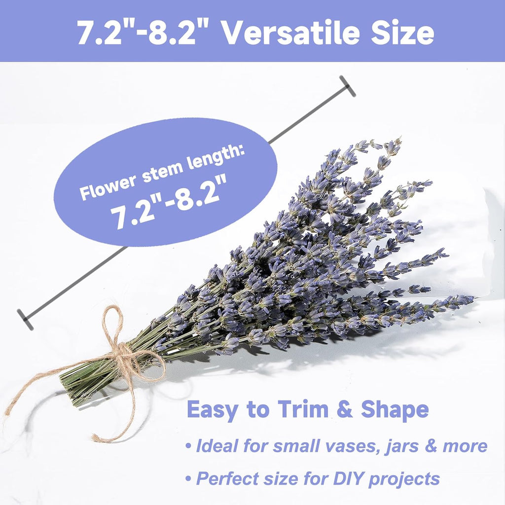 Dried Lavender 150+ Stems - Natural Purple Flowers Compact Short Stem Lavender 7.2-8.2 Inch for Home Decor, Wedding DIY Crafts, Small Vase Arrangements & Aromatherapy, Fresh Fragrance (150, 7.2"-8.2")
